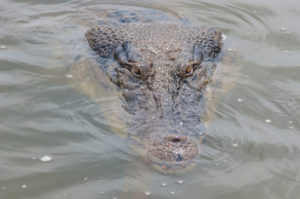Muddy Water Conceals a Crocodile