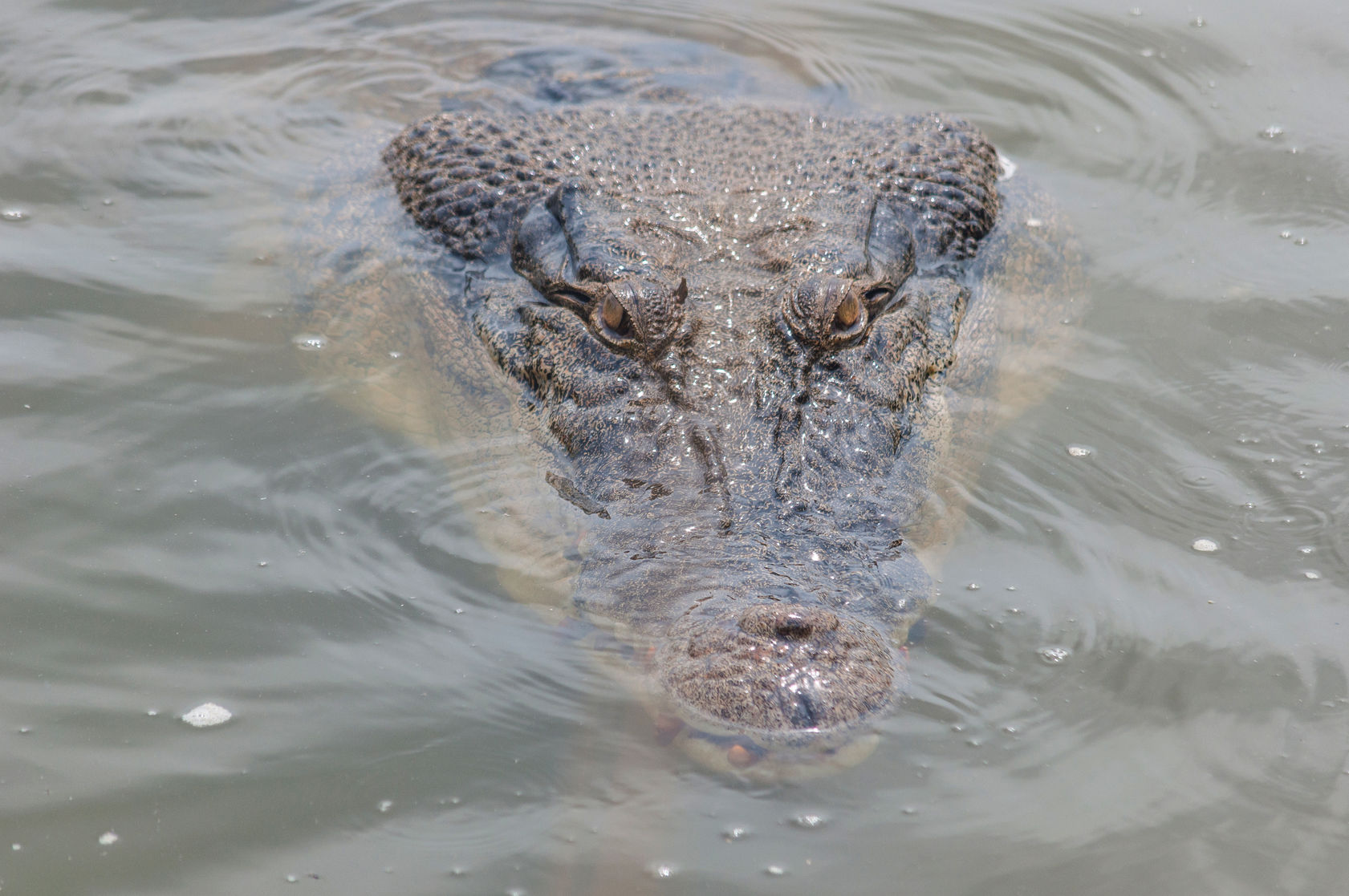 Крокодилы в соленой воде. Крокодил в воде. Крокодил глаза из воды. Крокодил выпрыгивает из воды.