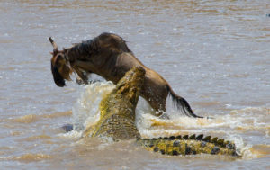 Crocodile attack in muddy water